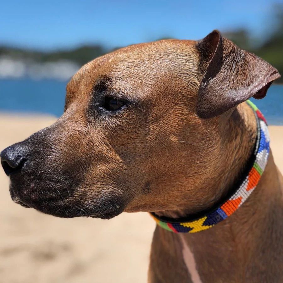 Handmade Maasai Beaded Leather Dog Collar - Image 2